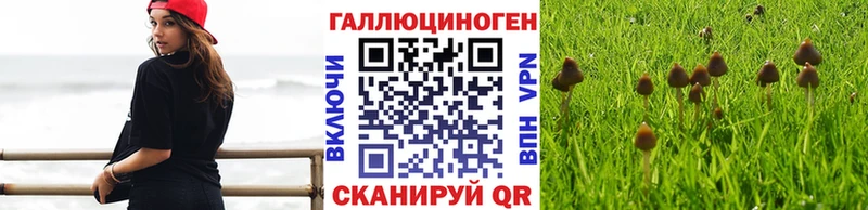 Купить где  Курган  Псилоцибиновые грибы Cubensis 